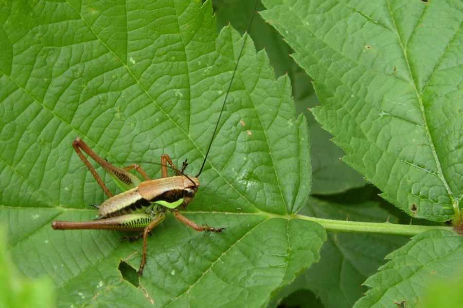 Orthoptera: sbagliando si impara